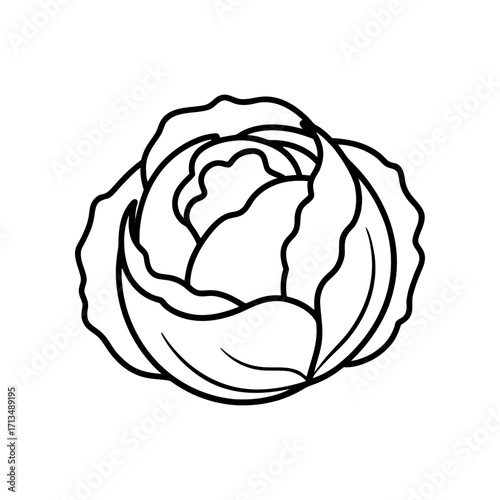 Close up outline drawing of a cabbage head on transparent background