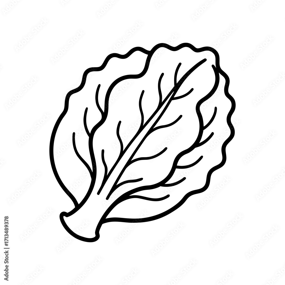 Outline drawing of a single lettuce leaf on transparent background Outline drawing of a single lettuce leaf on transparent background