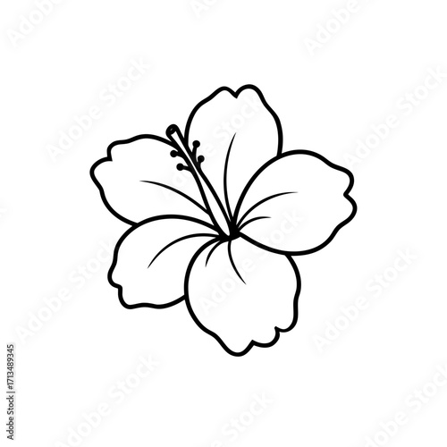 Hibiscus flower outline with five petals on transparent background