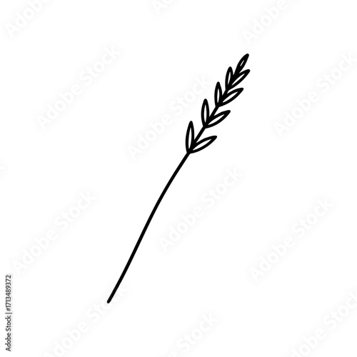 Simple line drawing of a wheat stalk plant on transparent background