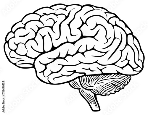 Black and White Anatomical Illustration of Human Brain