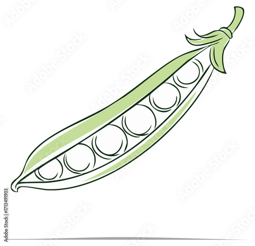 Stylized green pea pod with several round peas inside, fresh vegetable, nutrition design,  farm to table concept.
