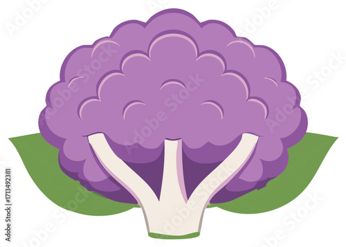 Vibrant Purple Cauliflower Head with Green Leaves Isolated Vector Illustration