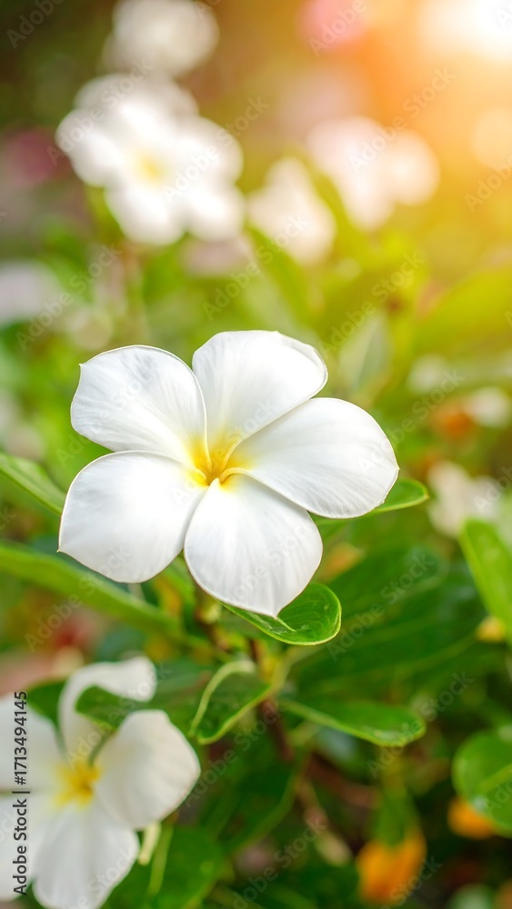 Fototapeta premium Close-up of white flowers in sunlight
