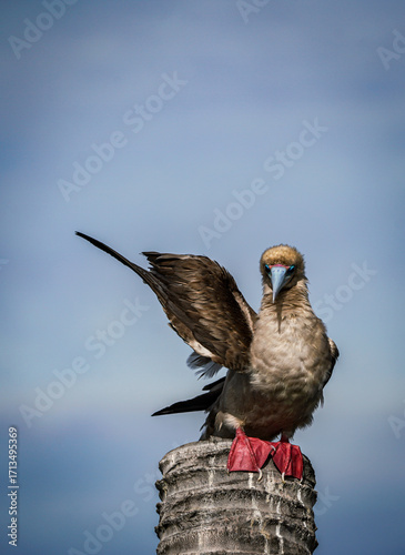 the red footed booby bird in the nature with dramatic tone