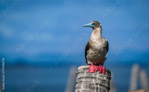 the red footed booby bird in the nature with dramatic tone