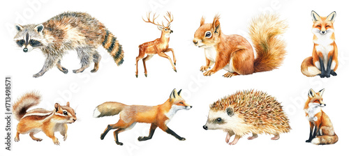 PNG Woodland animals watercolor illustration, element set on transparent background
