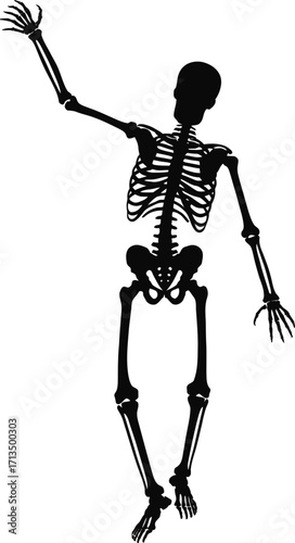 Black skeleton waving raised arm human skeleton anatomy