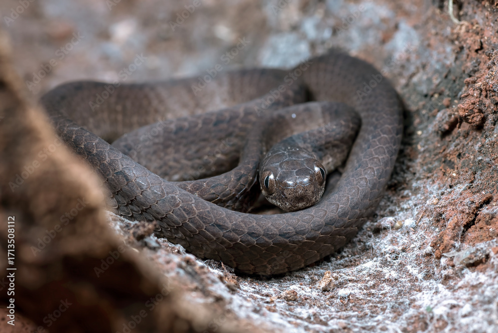 Fototapeta premium Close-up image of a Keeled slug-eating snake, Keeled slug-eating snake hiding inside a tree, Keeled slug-eating snake ( Pareas carinatus )
