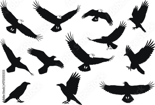 Bird silhouette vector set, flying and perched raptor shapes, eagle hawk poses, black winged predator illustration, dynamic motion, wildlife graphic design