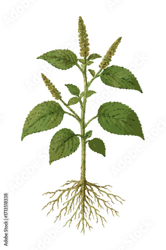 Acalypha indica illustration