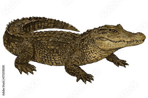 Crocodylus porosus illustration