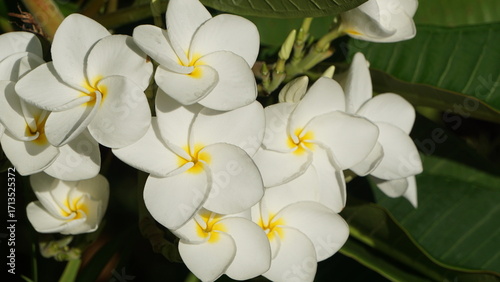 南国リゾートの気分　プルメリア