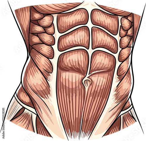 anatomy of strength unveiling the human cores power, isolated on transparent background