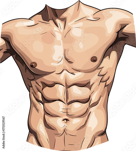 defined male torso anatomy of a powerful physique, isolated on transparent background