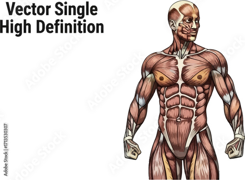 human anatomy a muscular system study in precise detail, isolated on transparent background