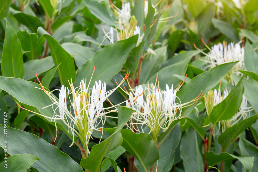 Fototapeta premium White flower of Hedychium ellipticum Buch.-Ham. ex Sm. (Zingiberaceae) bloomming at Lan Hin Pum on a cliff, Phu Hin Rong Kla National Park, Phitsanulok Province.