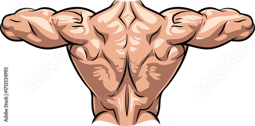 the sculpted back anatomy of strength and power, isolated on transparent background