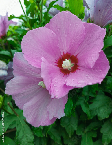 Pink Hibiscus with Water Droplets