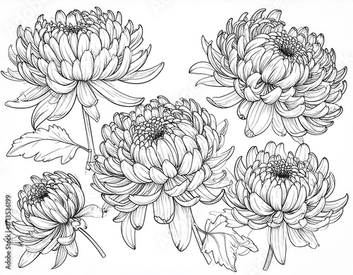 Detailed line art of multiple chrysanthemum flowers