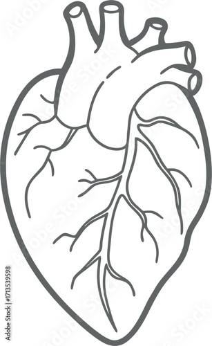 human heart line art vector