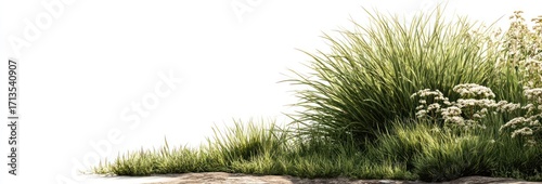 Patch of green grass and wildflowers against a bright white background, creating a soft and natural garden border or meadow scene