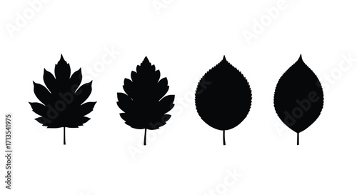 Four black silhouettes of different autumn leaves representing fall season nature vector