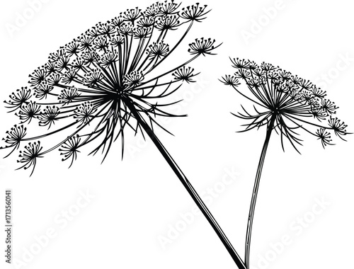 Elegant dill flower seed head silhouette outline vector art nature botanical illustration vector