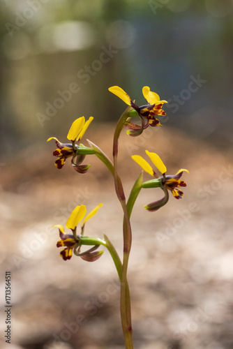 The Leopard Orchid (Diuris pardina) is a terrestrial orchid species which produces clusters of yellow flowers with numerous reddish brown blotches on the petals.