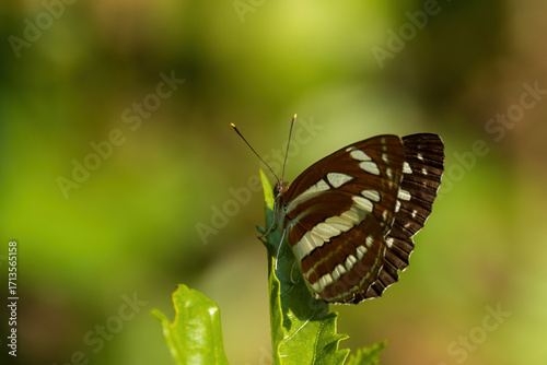 The Common Sailor (Neptis hylas) is a medium-sized butterfly easily recognized by its striking black wings marked with bold white bands.