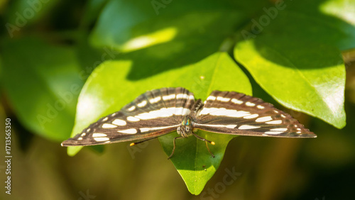 The Common Sailor (Neptis hylas) is a medium-sized butterfly easily recognized by its striking black wings marked with bold white bands.