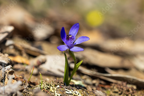 The Bluebeard Orchid (Pheladenia deformis), also known as the Blue Fairy Orchid, is a small terrestrial orchid native to southern Australia.