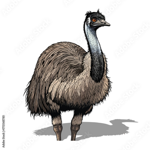 Detailed illustration of an Australian emu, a large flightless bird, isolated on a white background