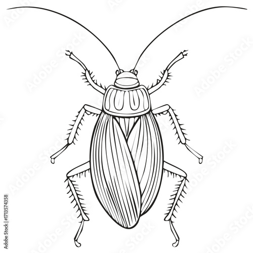 Black and white line art illustration of a cockroach insect bug viewed from above clean drawing