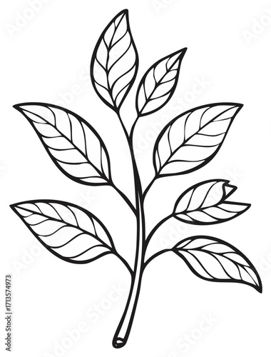 Black and white illustration of a plant branch with leaves