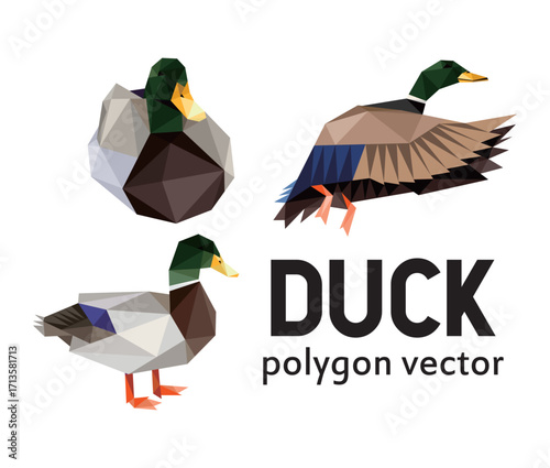 Flying Duck Vector Set in low Polygonal Low Poly.  Duck Animal Icon in abstract logo. Vector abstract of Duck collection. Good for kids animal book