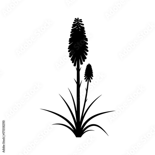 Black silhouette of a kniphofia plant with two flower spikes on a white background