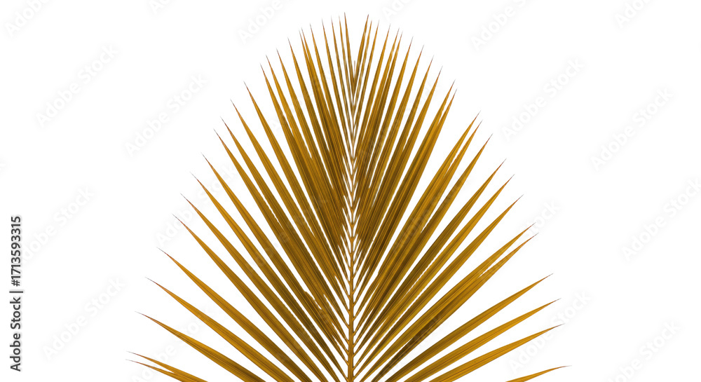 Obraz premium Golden Palm Leaf Detailed Closeup.