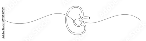 Continuous Line Drawing of Kidney
