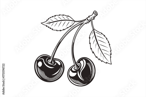 black cherry vector illlustration  1