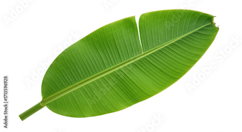 Large vibrant green banana leaf isolated 11.