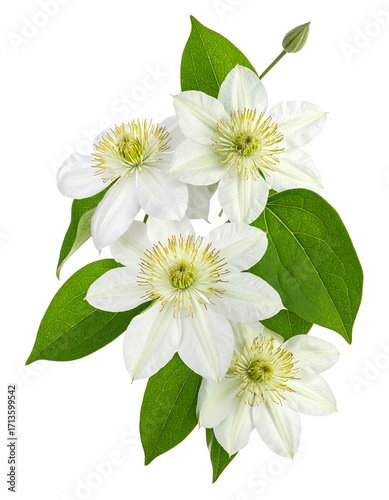 Delicate white clematis blossoms