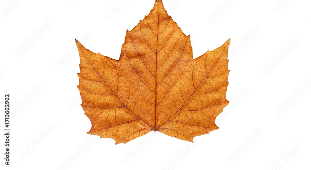 Fototapeta premium Single Dried Maple Leaf Autumn Fall.