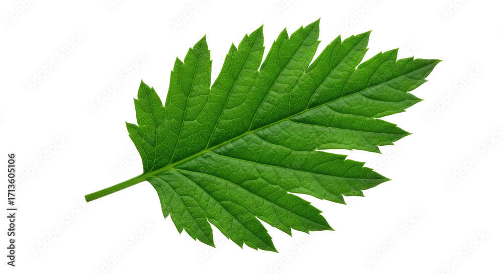 Fototapeta premium Single green leaf with serrated edges detailed view.