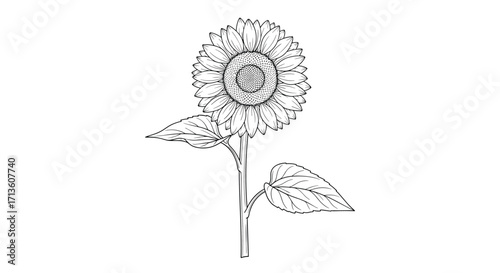 A detailed line drawing of a single sunflower with large petals and two prominent leaves.