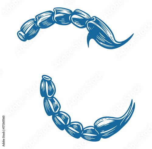 Decorative blue vector illustration of a stylized scorpion tail and stinger