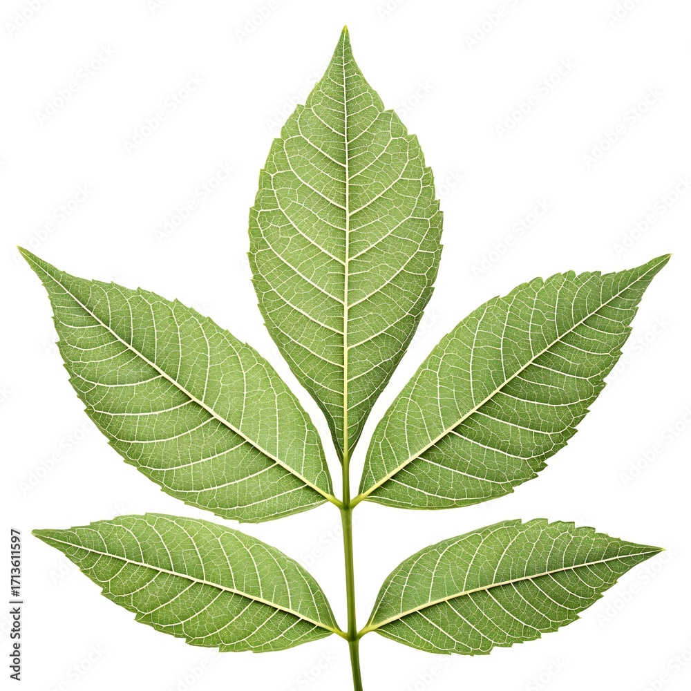 Obraz premium Arizona Ash Leaf Elegant Botanical Foliage with Smooth Elongated Oval Shape Vibrant Green Surface Fine Vein Details Natural Minimal Charm and Fresh Organic Beauty on White Background