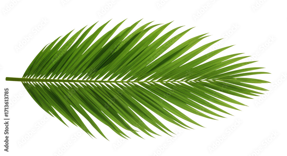 Fototapeta premium Single Palm Leaf Green Frond Tropical Plant.