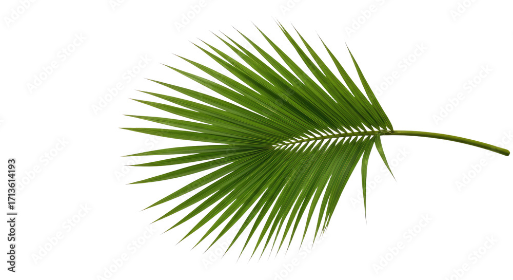 Fototapeta premium Single Palm Leaf Isolated on White Background 3.
