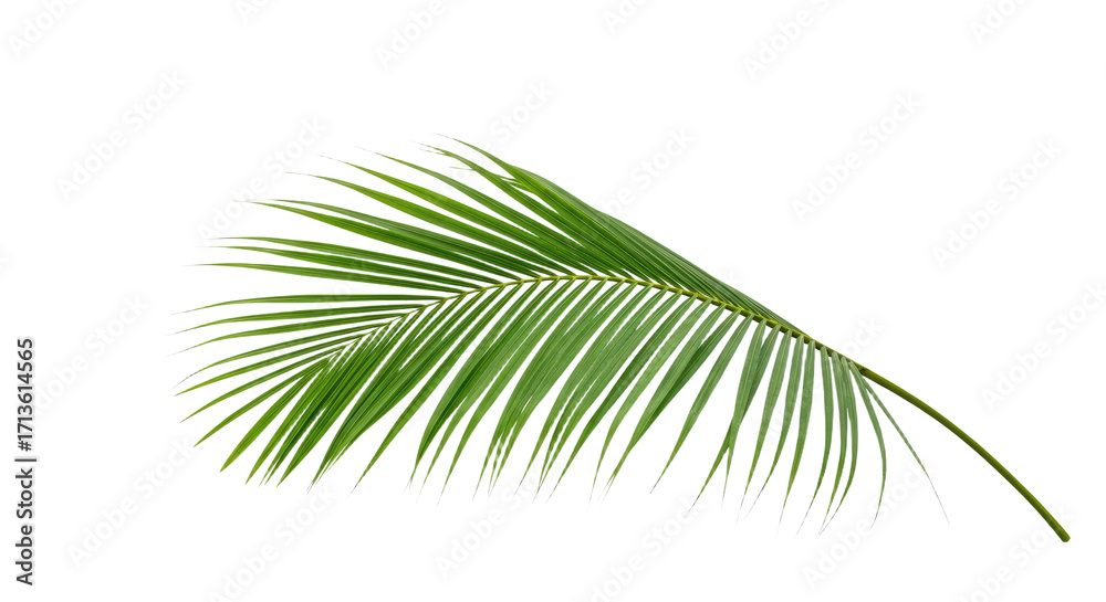 Fototapeta premium Single vibrant green coconut palm leaf.